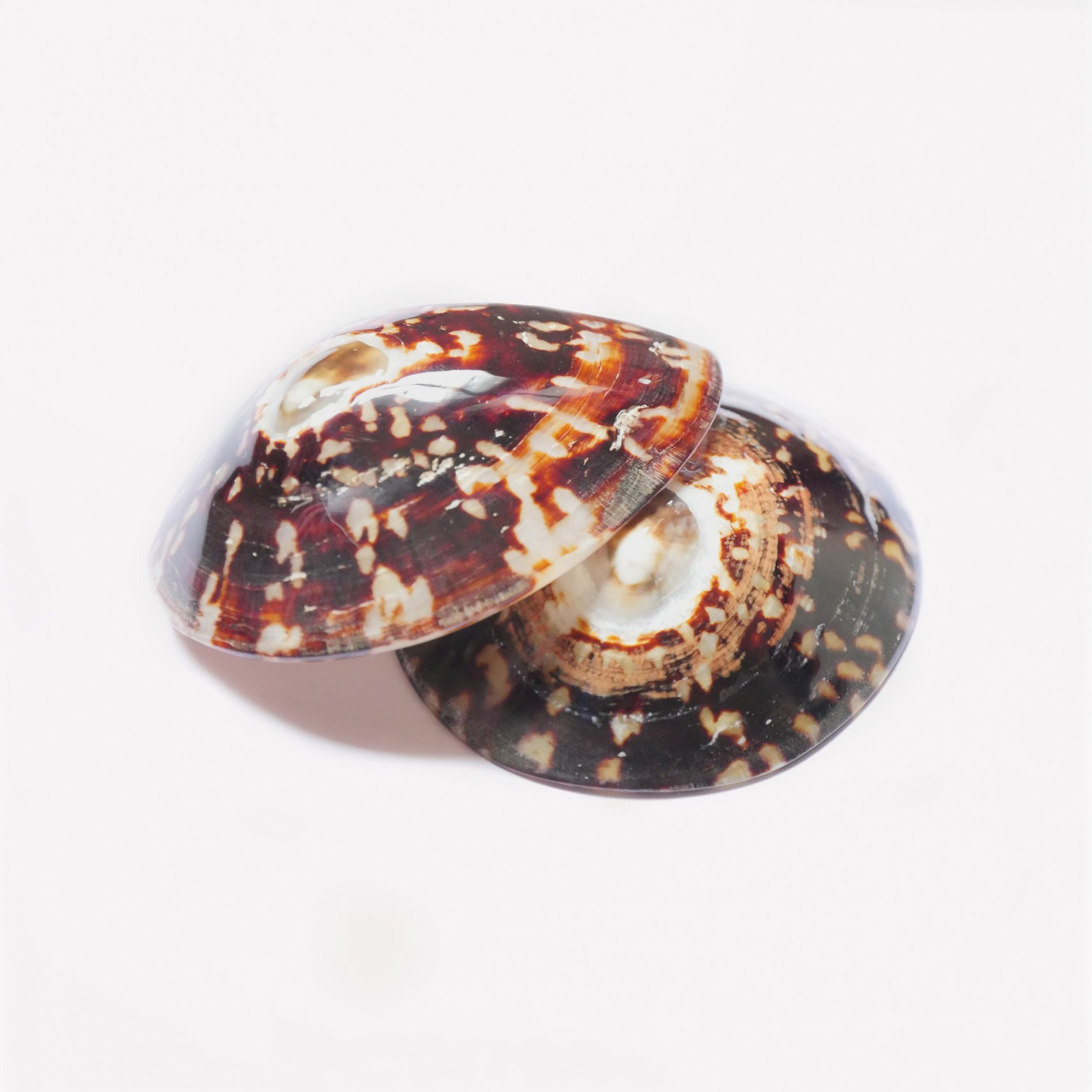 100 Natural Breastfeeding Seashells For New Mums